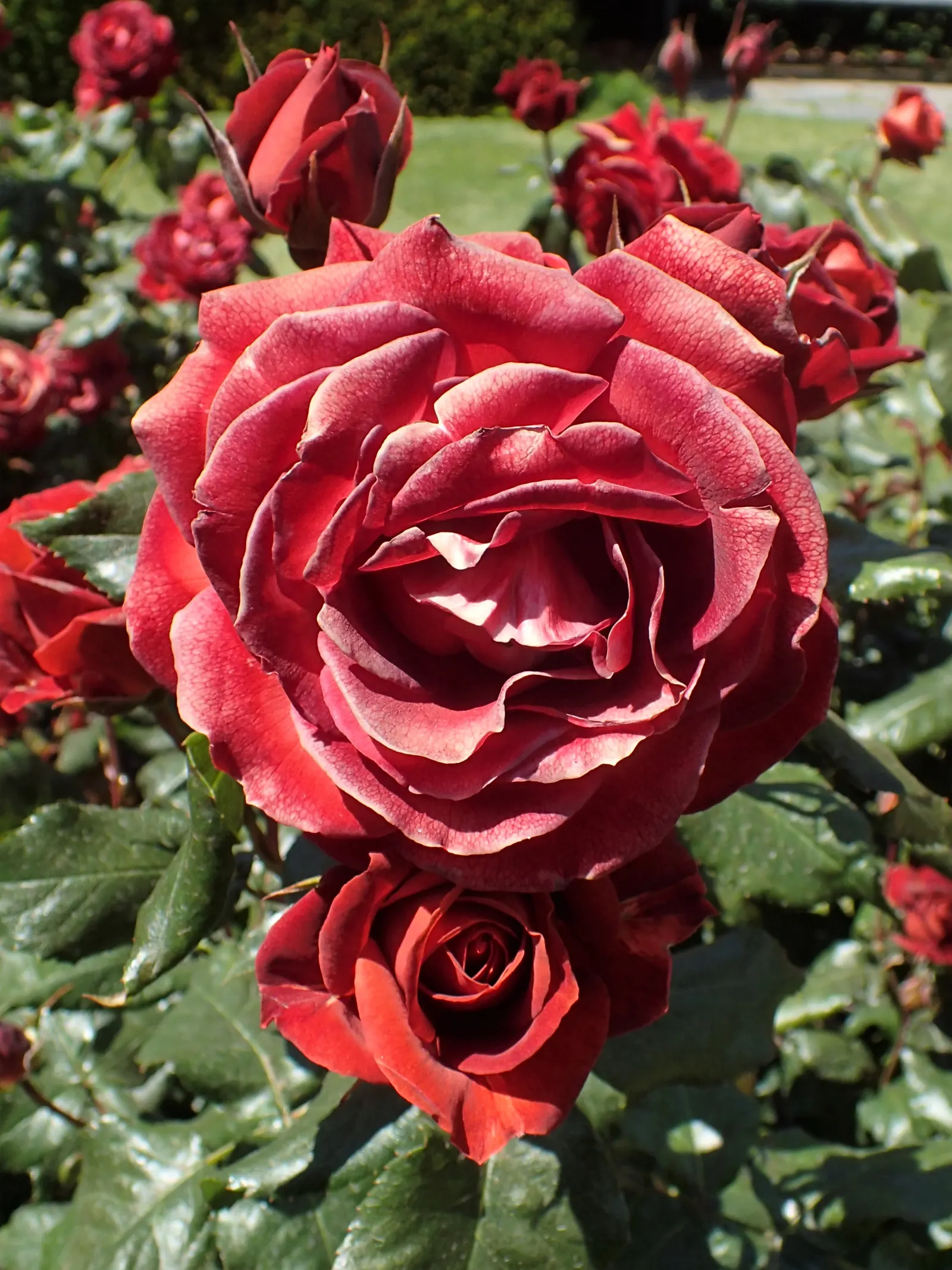 Hot Cocoa Rose (Rosa 'Hot Cocoa') — Each flower typically measures around 3 to 4 inches across and houses a modest