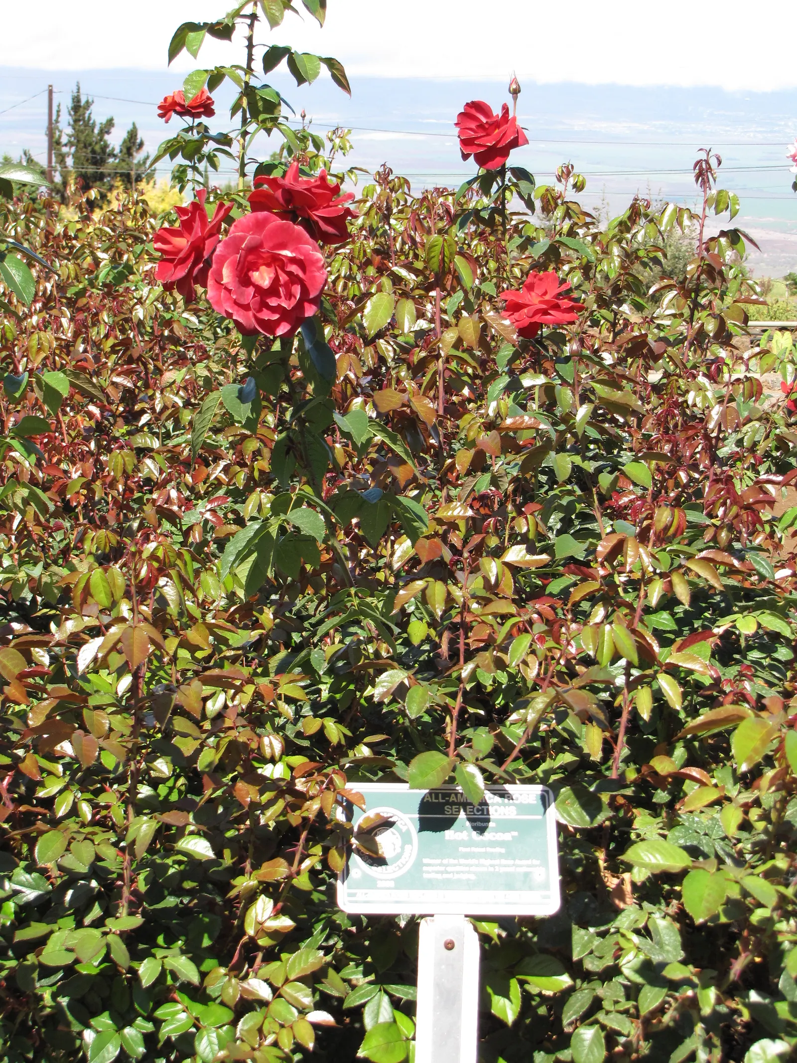 Hot Cocoa Rose (Rosa 'Hot Cocoa') — imbued with smoky chocolate undertones