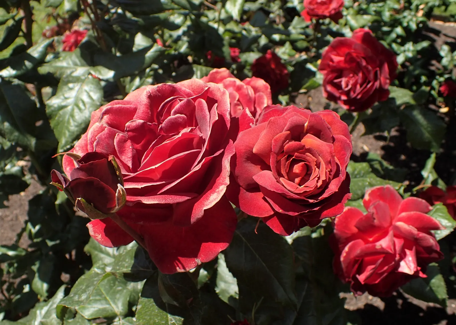 Hot Cocoa Rose (Rosa 'Hot Cocoa') — dark green foliage acts as a perfect backdrop to the blossoms