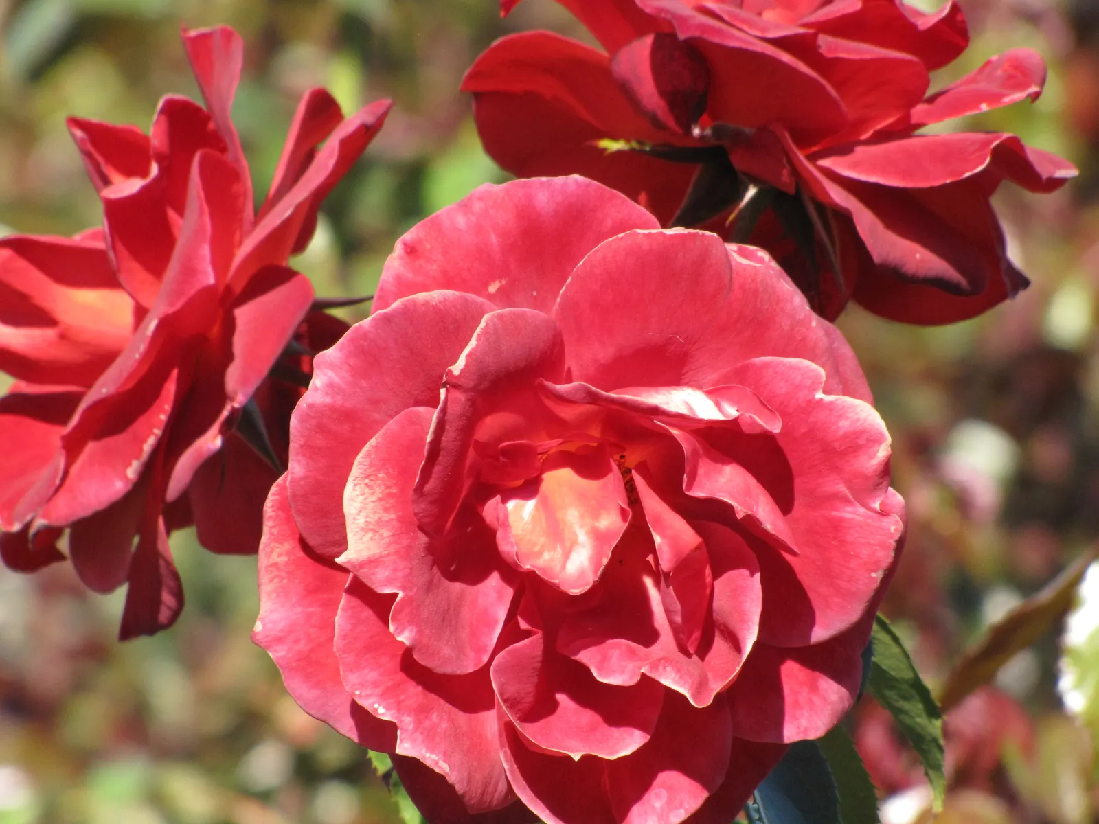 Hot Cocoa Rose (Rosa 'Hot Cocoa') — Each flower typically measures around 3 to 4 inches across and houses a modest; which can vary based on the climate; cooler