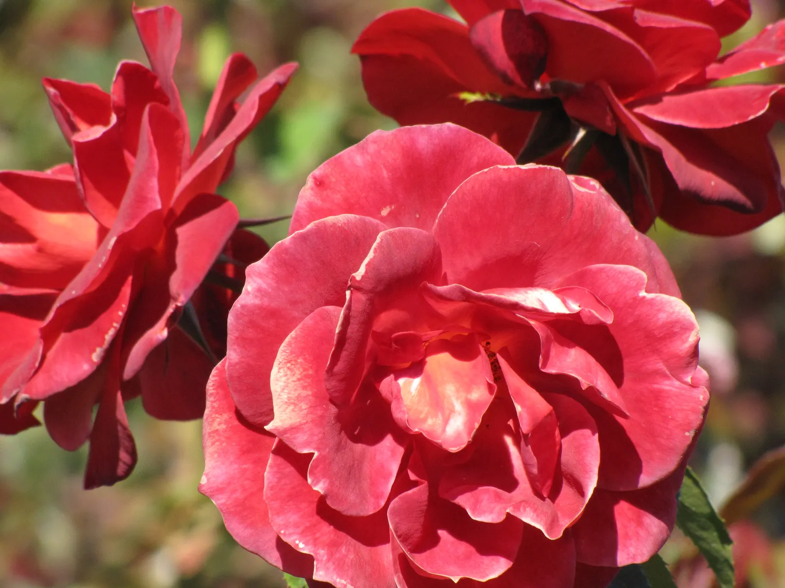 Hot Cocoa Rose (Rosa 'Hot Cocoa') — This hardy shrub reaches up to 4 feet in height and width