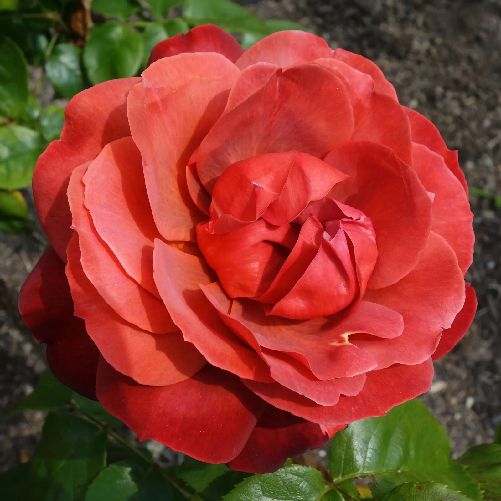Hot Cocoa Rose (Rosa 'Hot Cocoa') — it possesses good resistance to common rose diseases such as rust and mildew