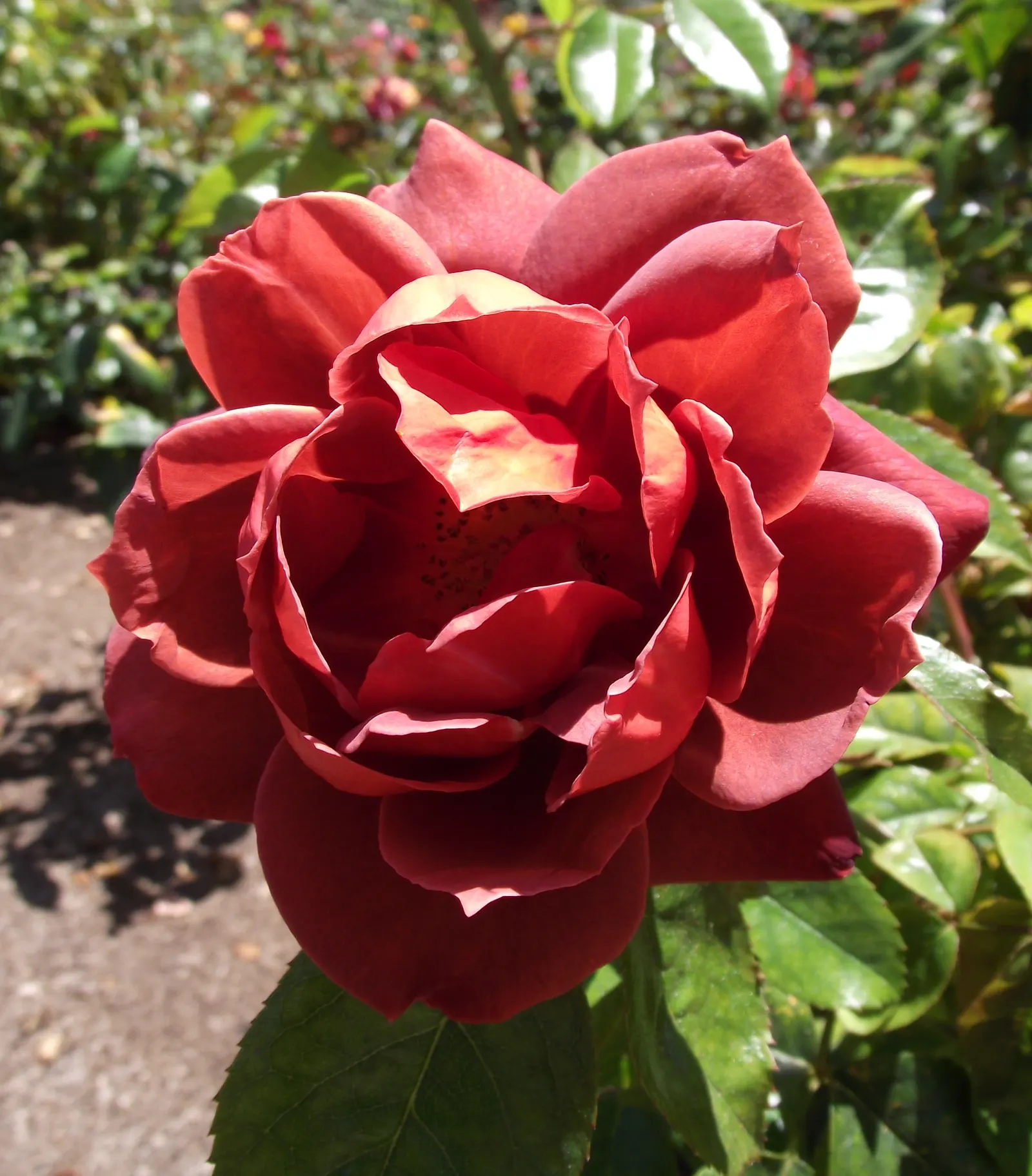 Hot Cocoa Rose (Rosa 'Hot Cocoa') — receiving a minimum of 6 hours of direct sunlight per day