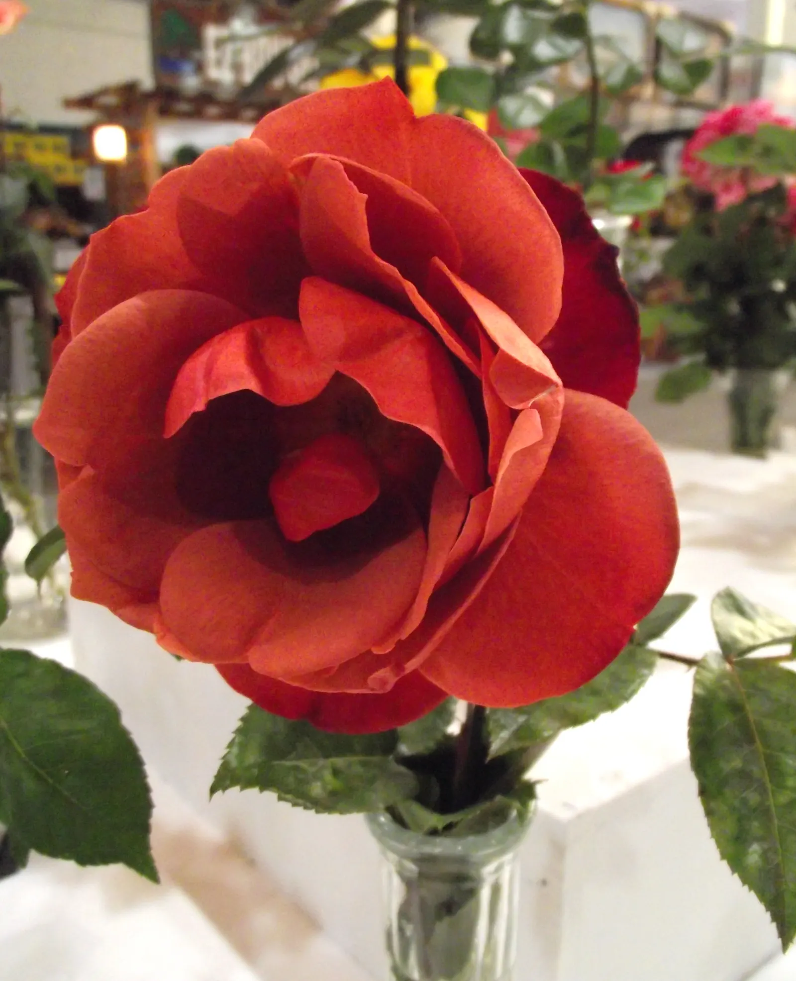 Hot Cocoa Rose (Rosa 'Hot Cocoa') — The Rosa 'Hot Cocoa' is a unique floribunda rose known for its alluring