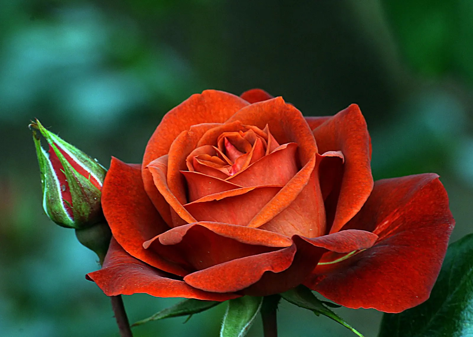 Hot Cocoa Rose (Rosa 'Hot Cocoa') — generally reaching heights of approximately 3 to 4 feet with a spread of about 3 feet