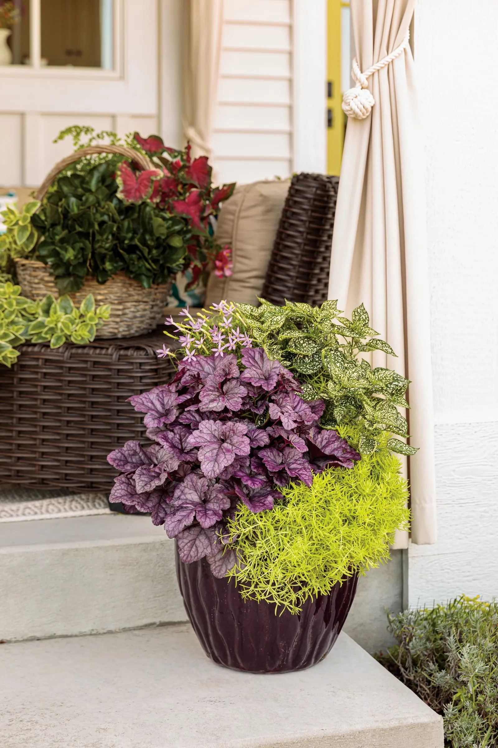White Polka Dot Plant (Hypoestes phyllostachya) — is an upright foliage annual with green leaves brightly speckled in white; ideal as a container filler, mass