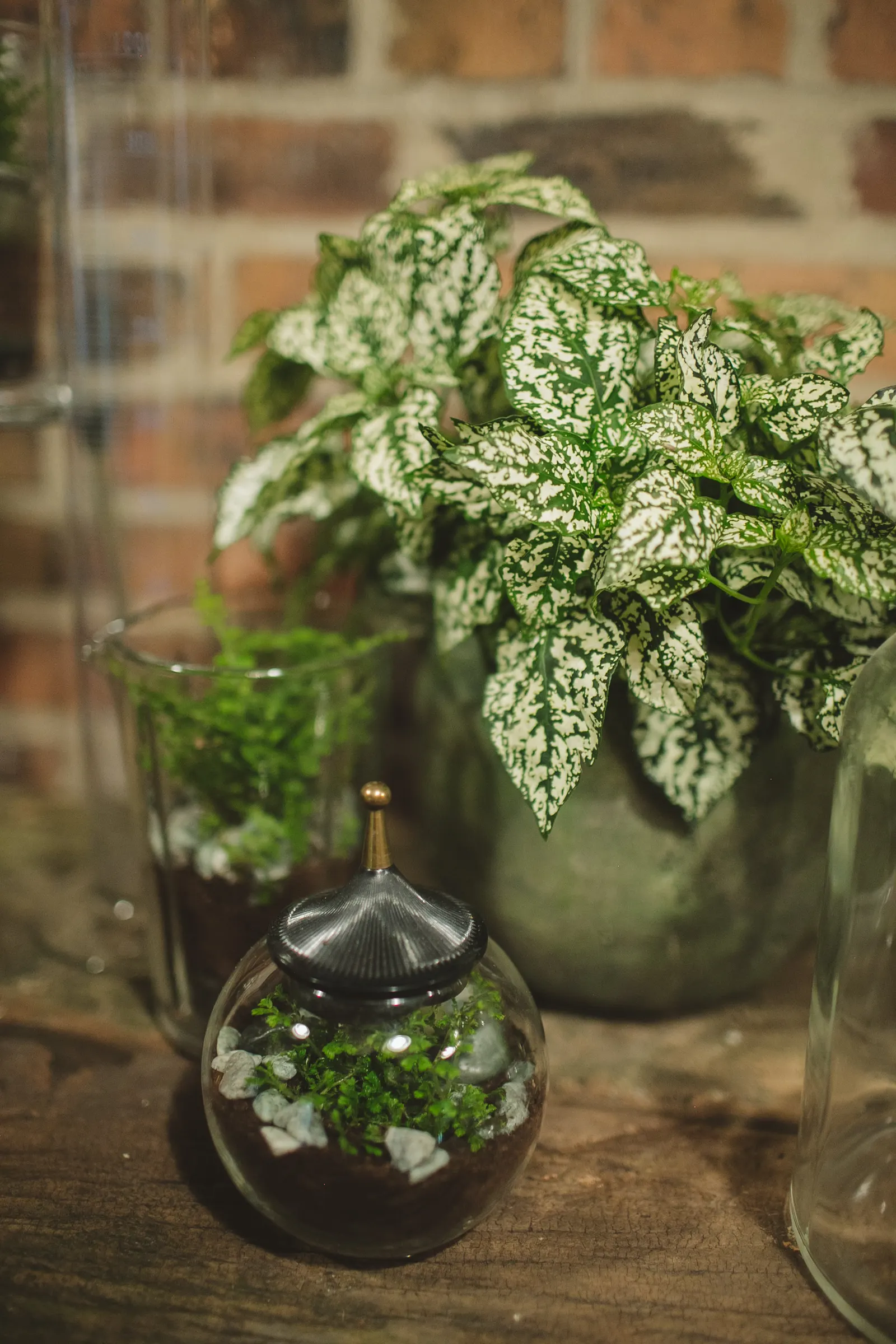 White Polka Dot Plant (Hypoestes phyllostachya) — Hypoestes phyllostachya White is especially effective as a filler in containers; so its contribution remains