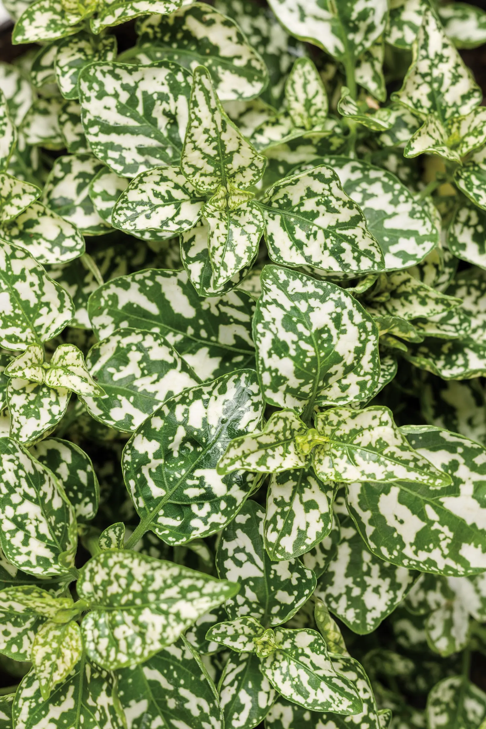 White Polka Dot Plant (Hypoestes phyllostachya) — commonly referred to as White Polka Dot Plant; its visual appeal is delicate yet spirited, image 60