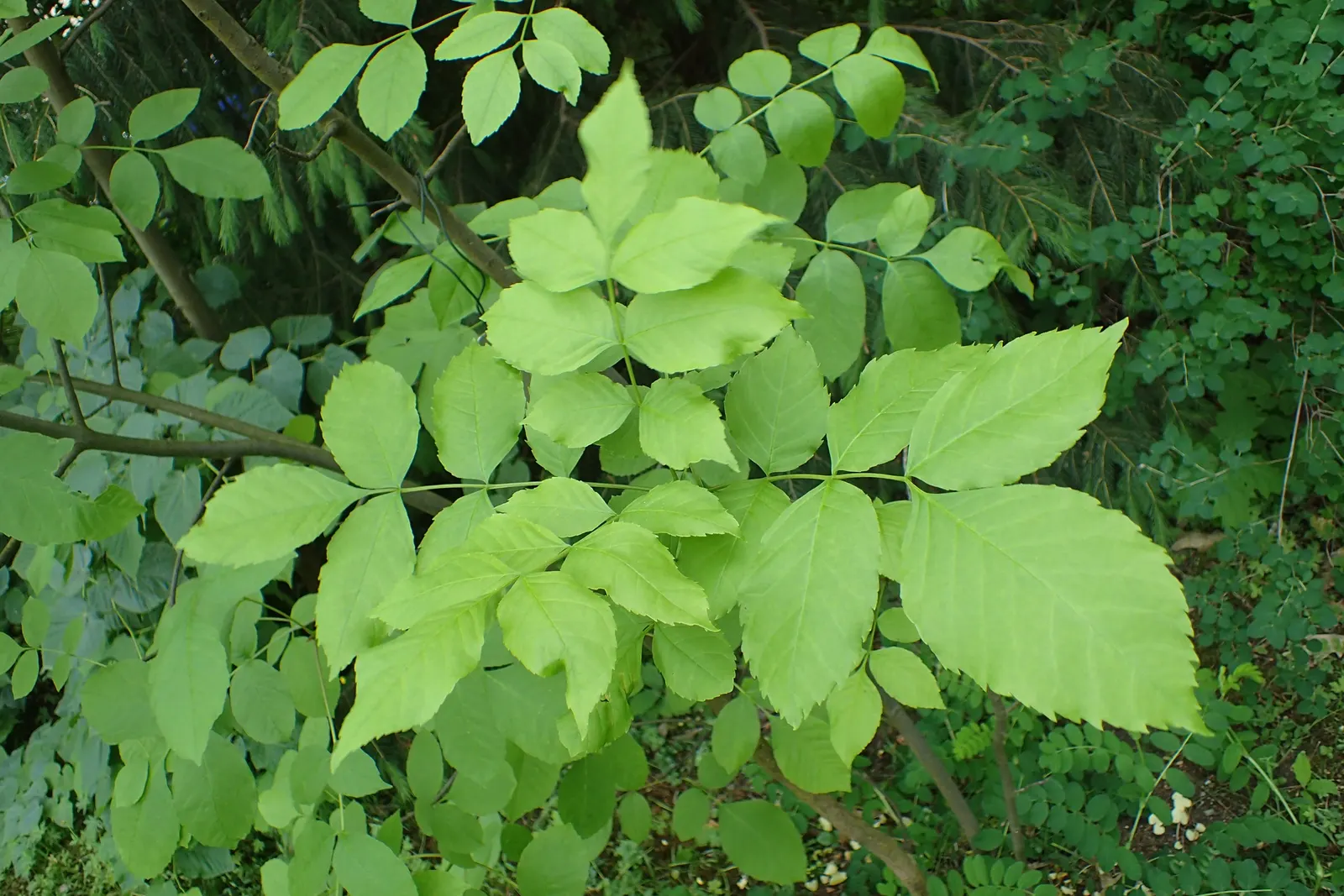 Texas Ash (Fraxinus Texensis) — is a deciduous tree native to Texas; adaptable to various soils