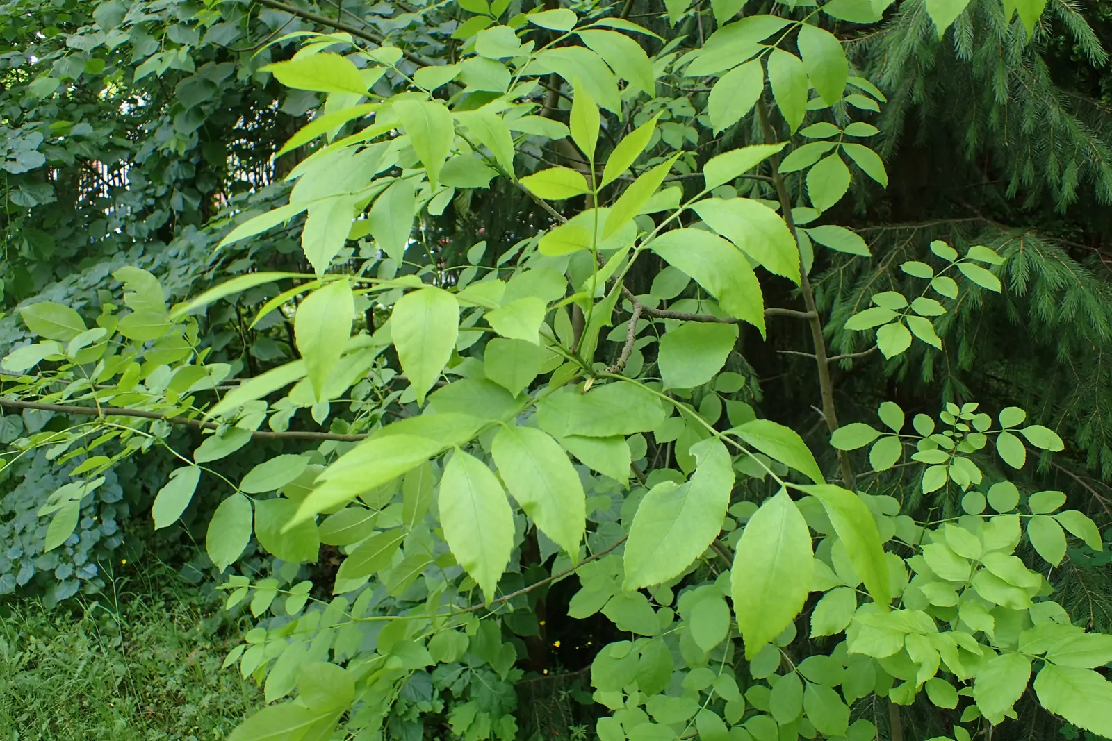 Texas Ash (Fraxinus Texensis) — this drought-tolerant species is ideal for providing shade and seasonal color; with leaves turning vibrant shades of yellow