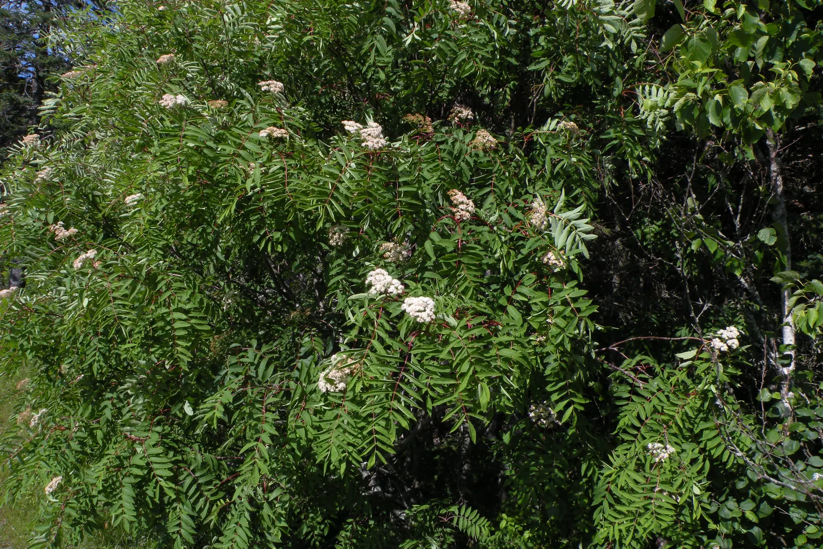Texas Ash (Fraxinus Texensis) — tree for full or half