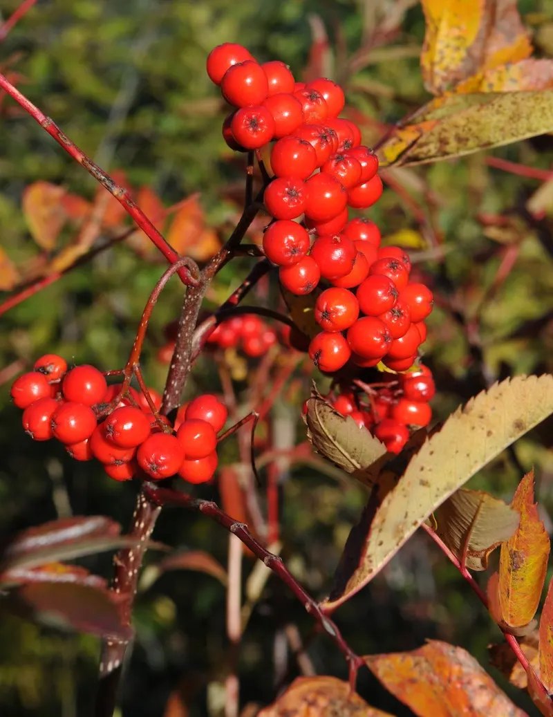 Texas Ash (Fraxinus Texensis) — consider its moderate growth rate and potential size