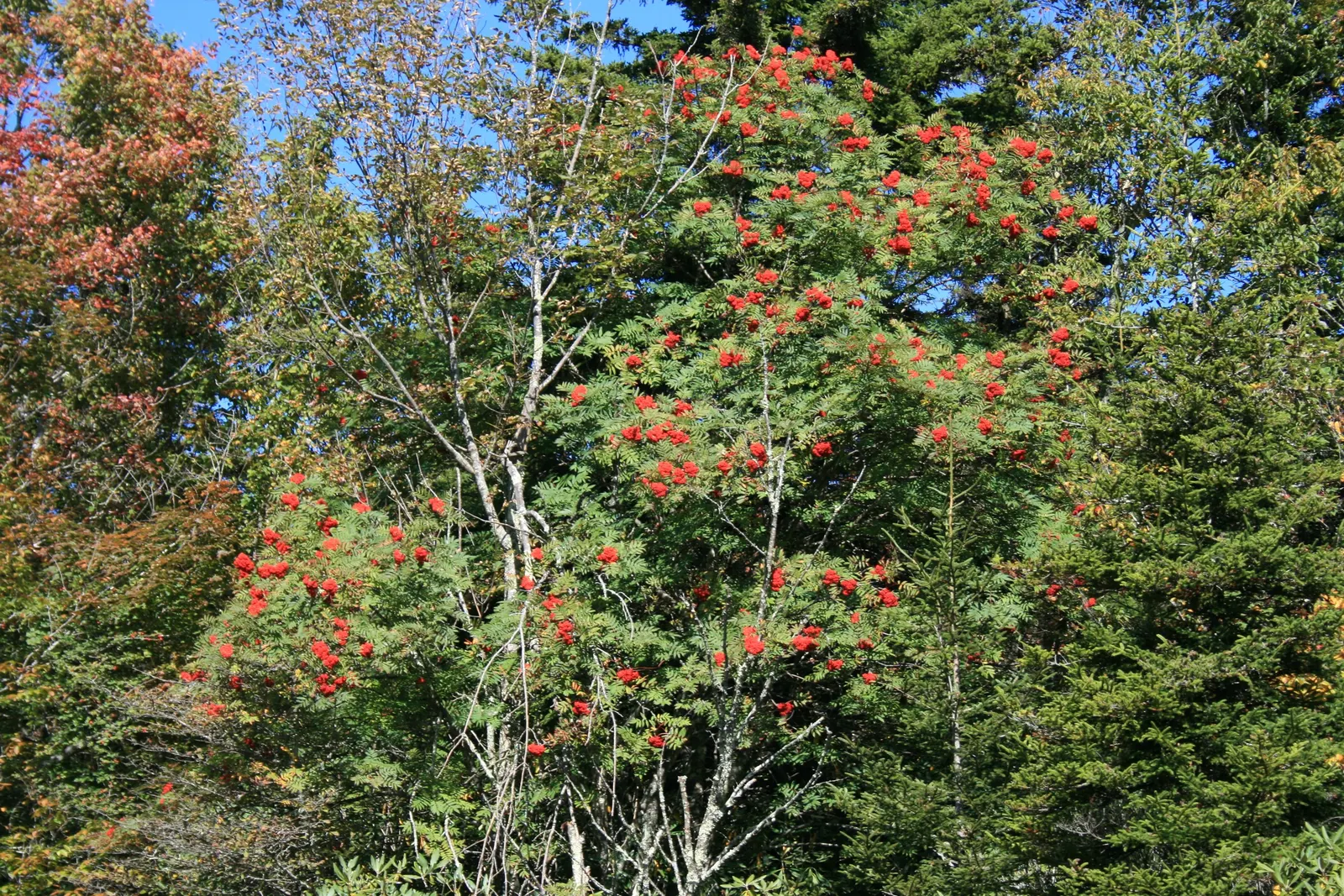 Texas Ash (Fraxinus Texensis) — dry climates.<br><br>Growing to a height of 30 to 45 feet with a spread of 25 to 35 feet