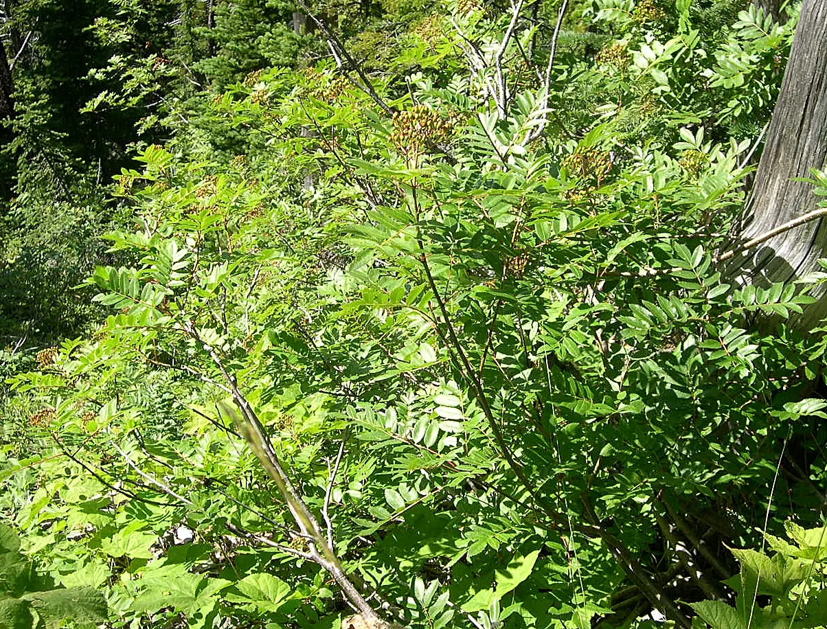 Texas Ash (Fraxinus Texensis) — with leaves turning vibrant shades of yellow; the Texas Ash develops a rounded canopy that offers generous shade