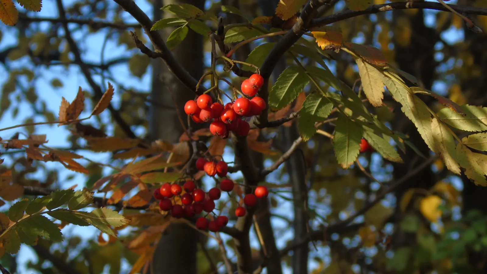 Texas Ash (Fraxinus Texensis) — is a deciduous tree native to the limestone soils of central Texas but adaptable to various soil types