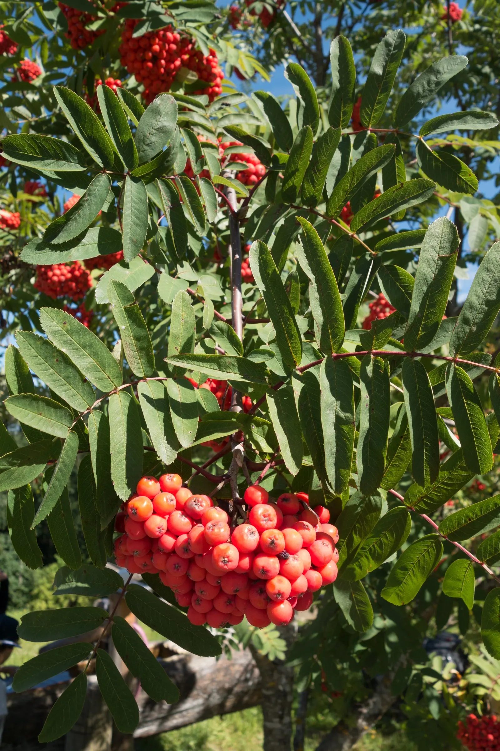 Texas Ash (Fraxinus Texensis) — It is also drought-resistant once established and requires minimal maintenance