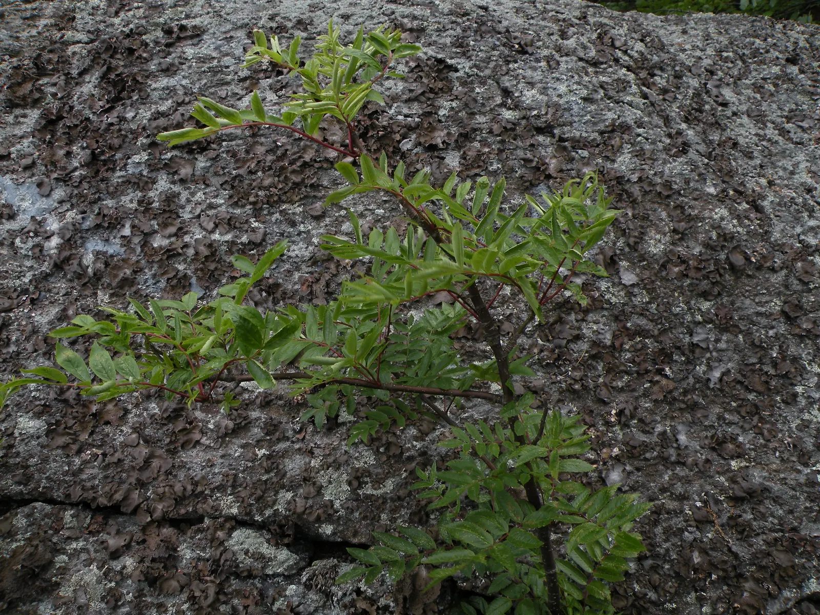 Texas Ash (Fraxinus Texensis) — It thrives in full sun, reaches heights of 30-50 feet with a canopy spread up to 40 feet