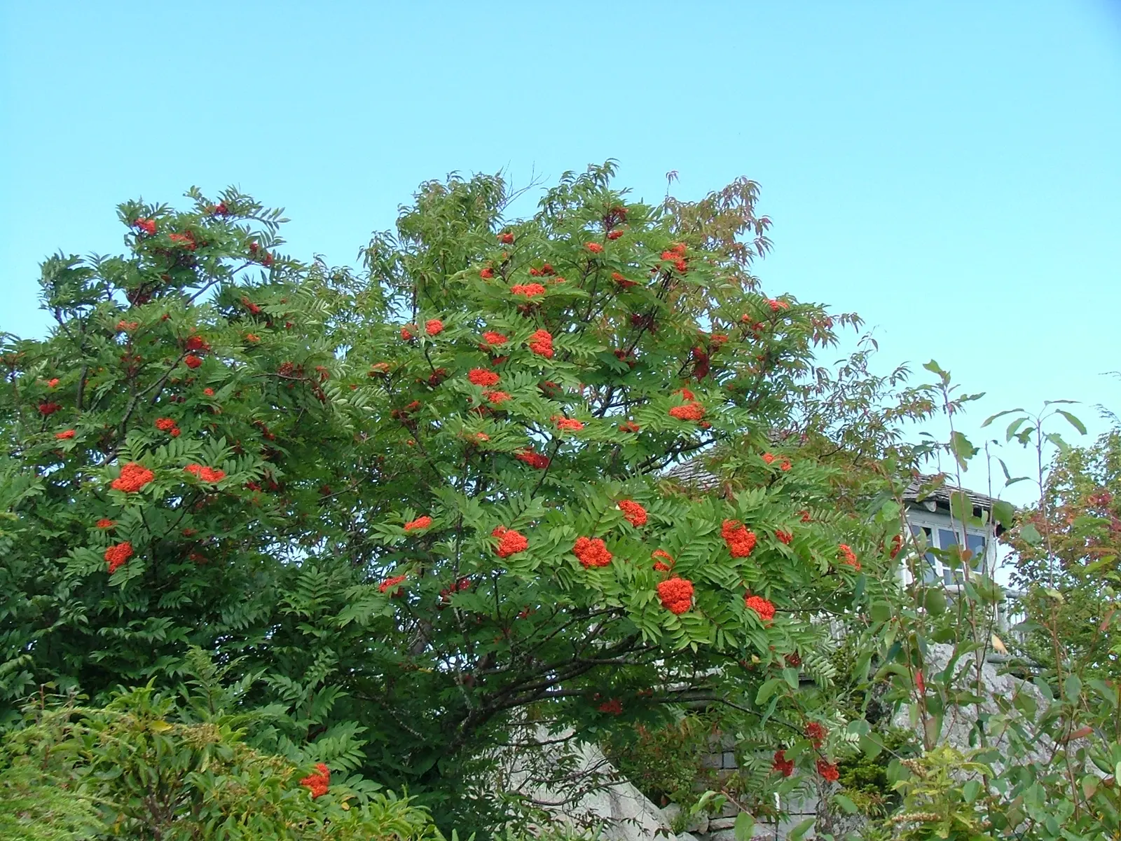 Texas Ash (Fraxinus Texensis) — which can appeal to clients seeking a low-care garden element