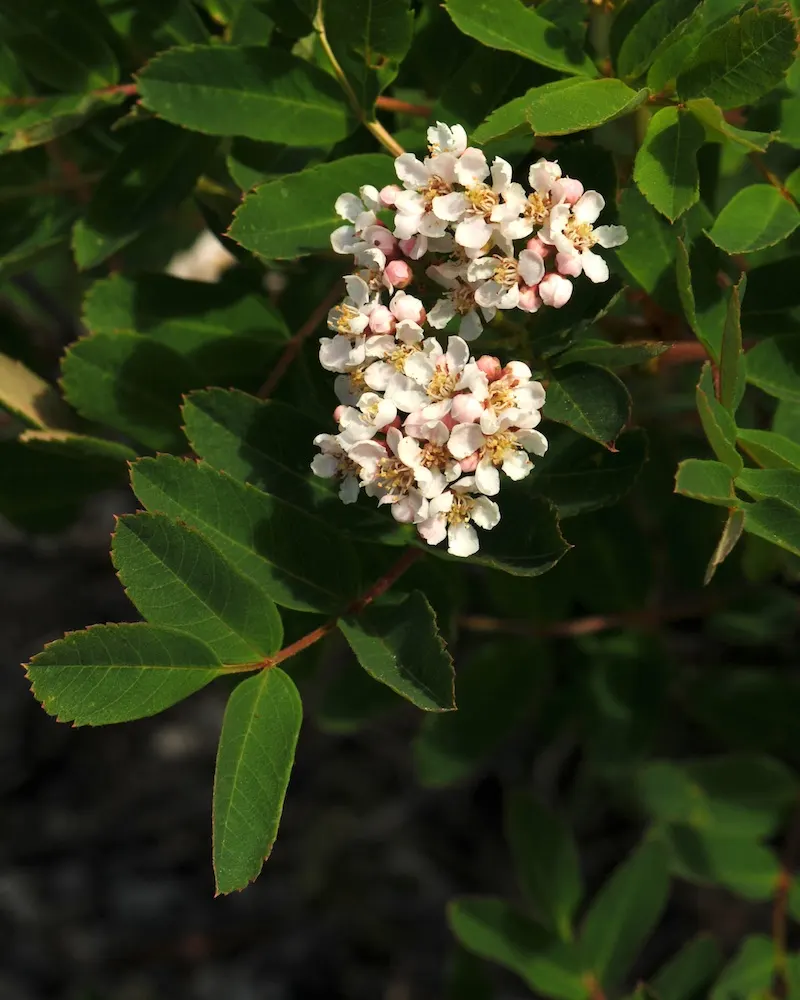 Texas Ash (Fraxinus Texensis) — the Texas Ash develops a rounded canopy that offers generous shade