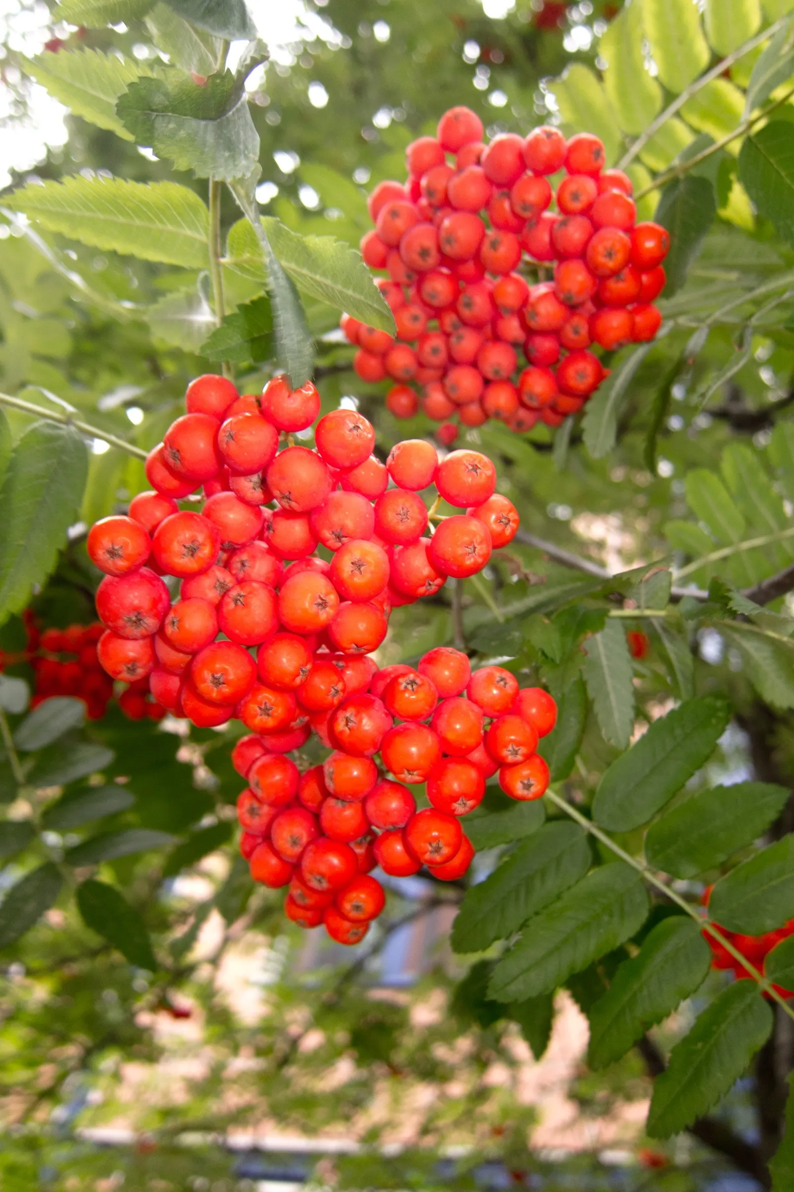 Texas Ash (Fraxinus Texensis) — Adaptable to various soils; tree with green and purple blooms