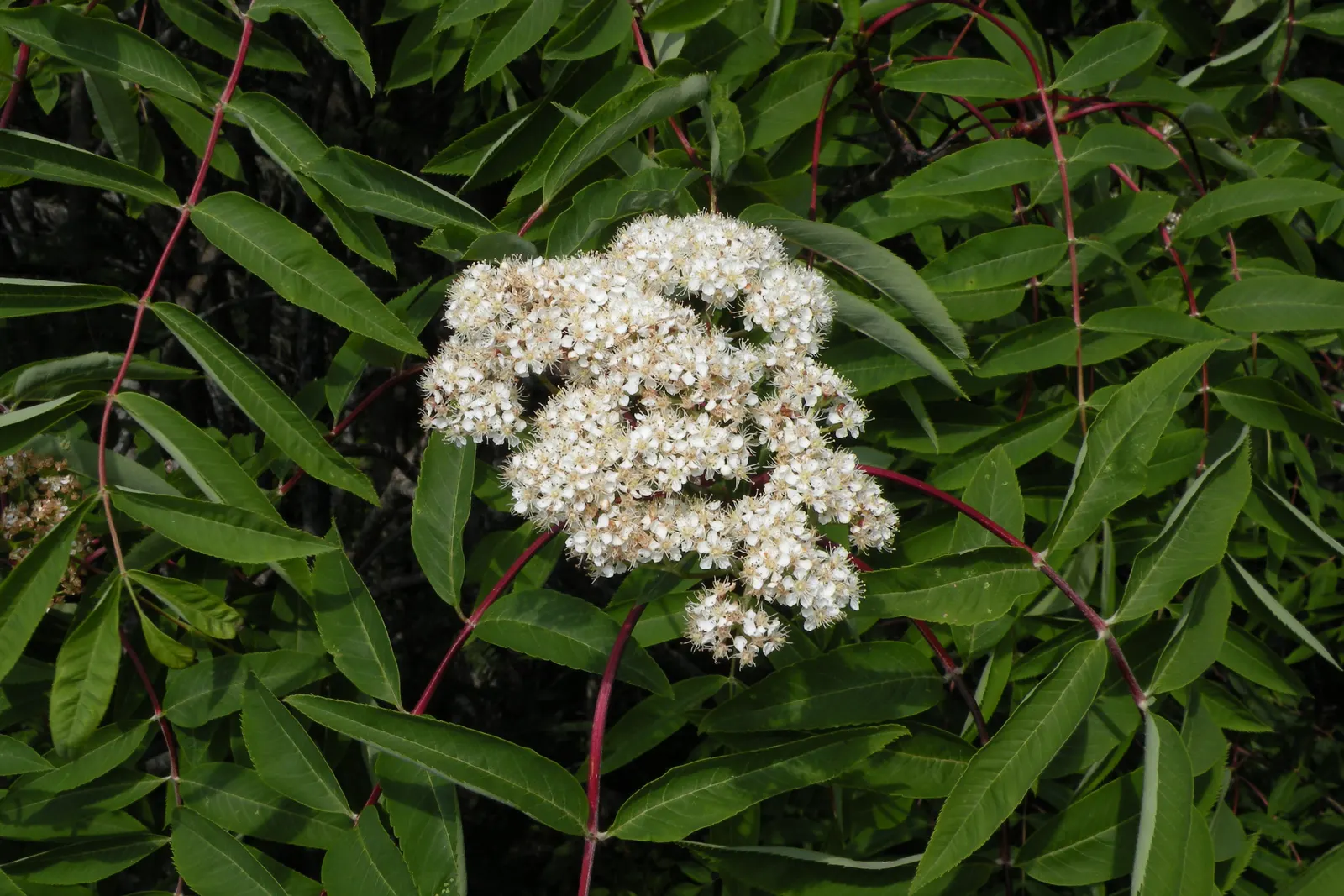 Texas Ash (Fraxinus Texensis) — valued for its adaptability and striking fall foliage; this species is prized for its attractive foliage and adaptability