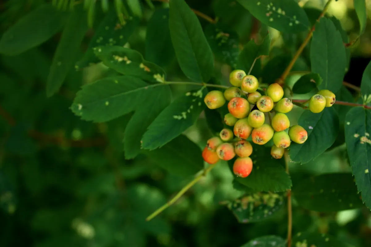 Texas Ash (Fraxinus Texensis) — green and purple flowers in the garden