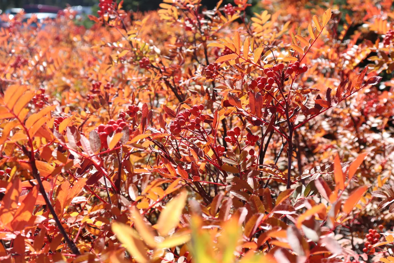 Texas Ash (Fraxinus Texensis) — valued for its adaptability and striking fall foliage