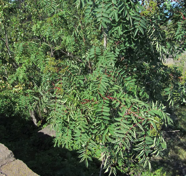 Texas Ash (Fraxinus Texensis) — It thrives in full sun, reaches heights of 30-50 feet with a canopy spread up to 40 feet; providing a striking visual
