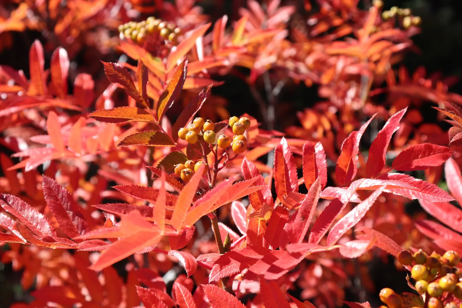 Texas Ash (Fraxinus Texensis) — A member of the Oleaceae family