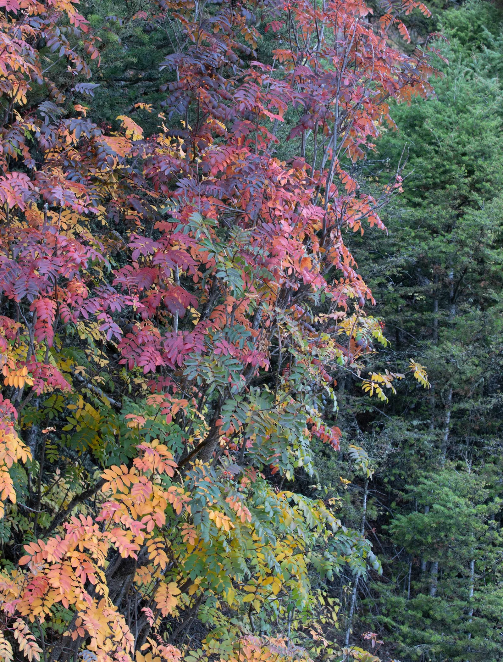 Texas Ash (Fraxinus Texensis) — tree with green and purple blooms