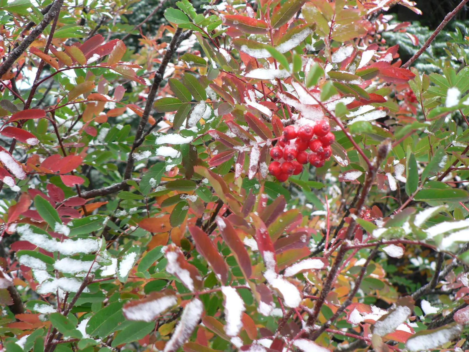 Texas Ash (Fraxinus Texensis) — this species is prized for its attractive foliage and adaptability