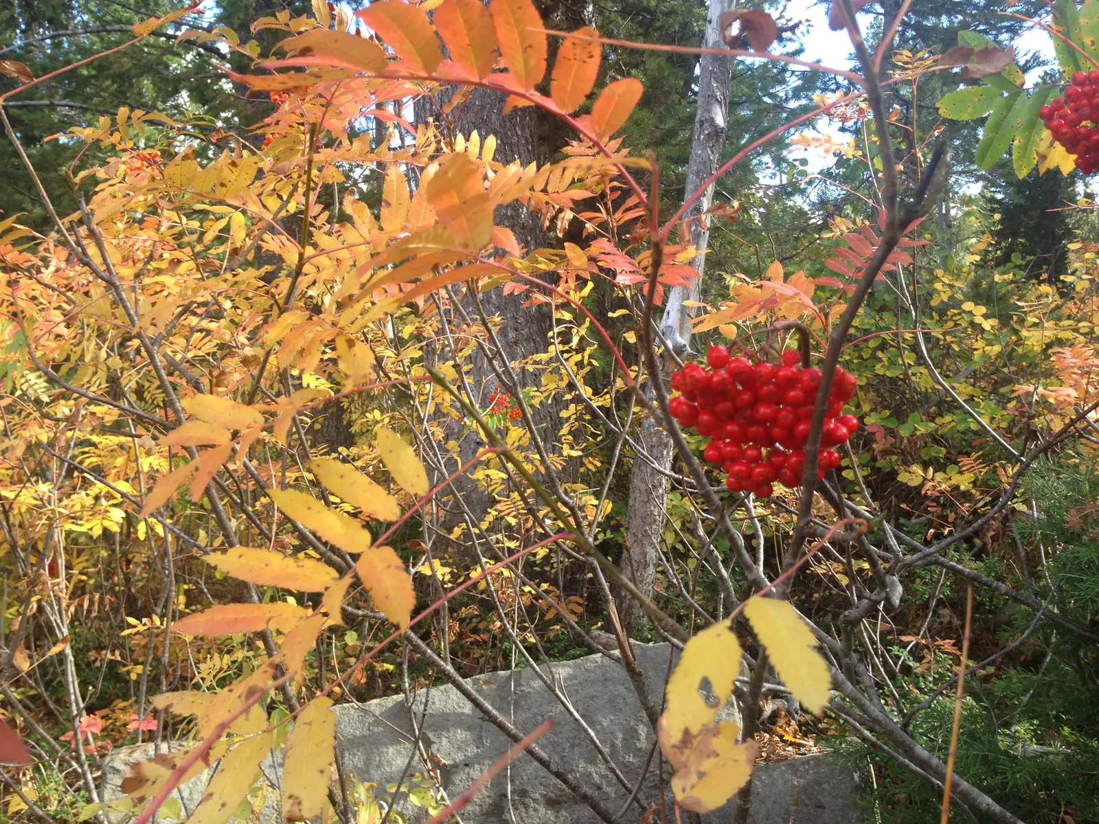 Texas Ash (Fraxinus Texensis) — scientifically known as Fraxinus texensis