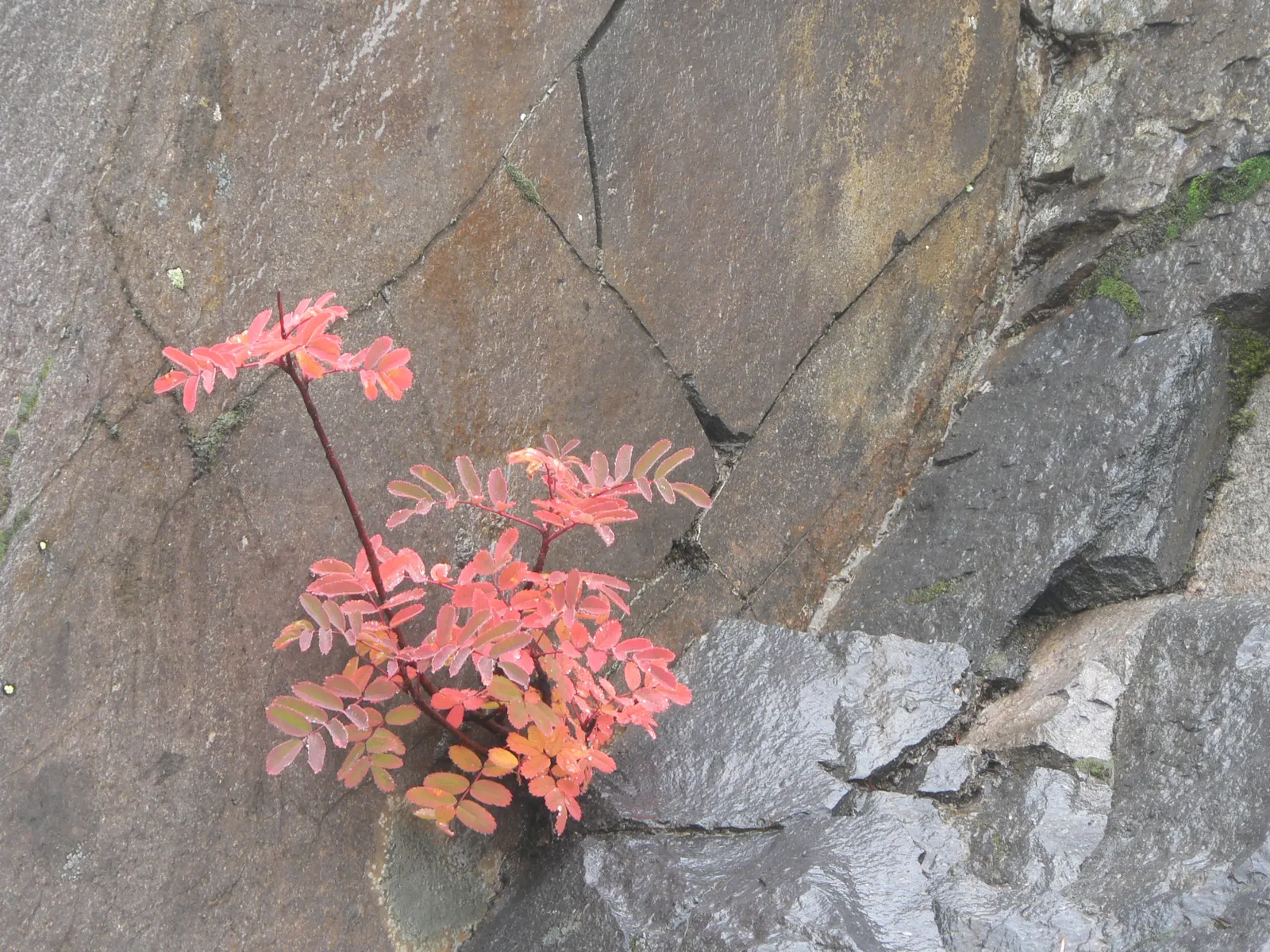 Texas Ash (Fraxinus Texensis) — typically in groups of five to seven