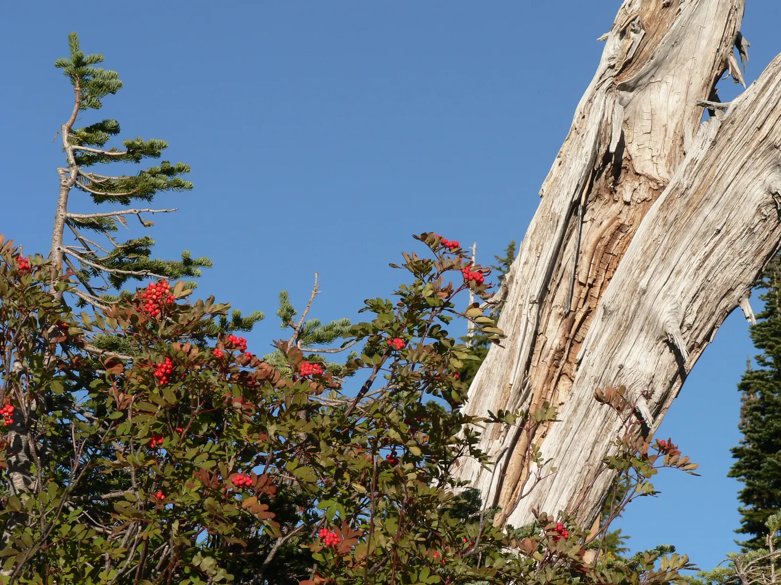 Texas Ash (Fraxinus Texensis) — Adaptable to various soils