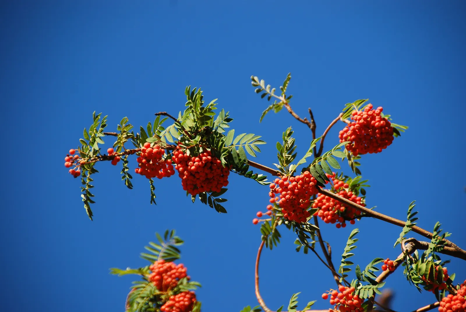 Texas Ash (Fraxinus Texensis) — Its adaptability to urban conditions also makes it ideal for public parks and residential properties