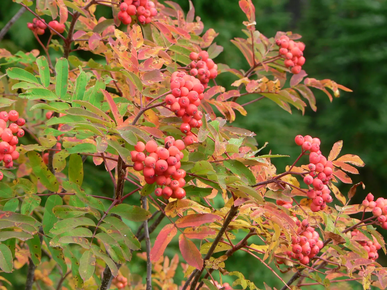 Texas Ash (Fraxinus Texensis) — It flourishes in full sun and requires well-drained soil