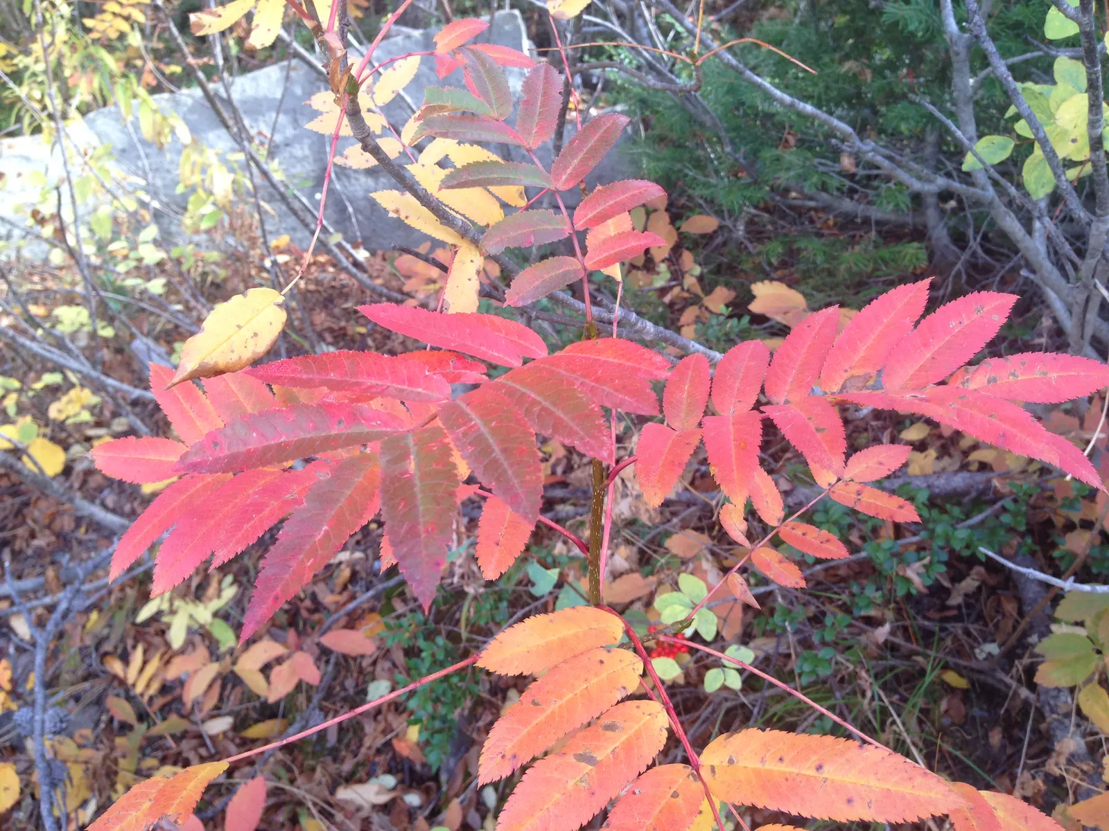 Texas Ash (Fraxinus Texensis) — spanning 3 to 4 inches in length