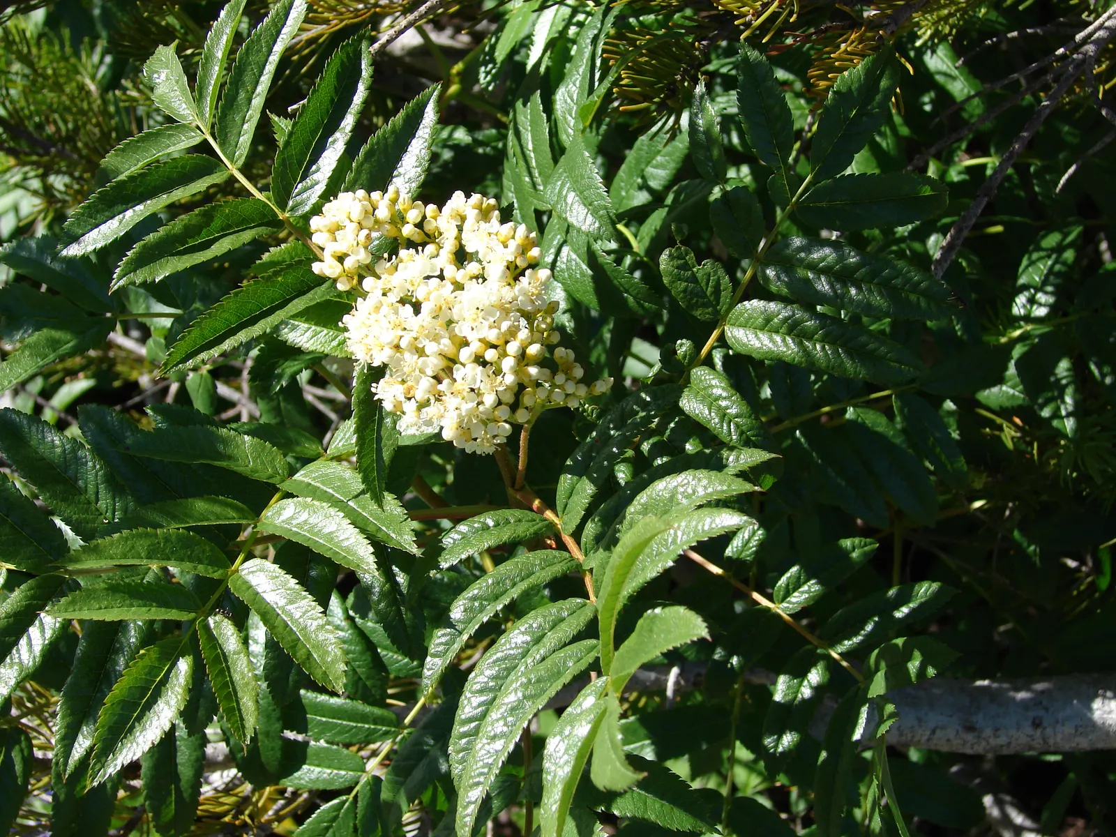 Texas Ash (Fraxinus Texensis) — Suitable for USDA zones 7-9; it flourishes in full sun and requires well-drained soil