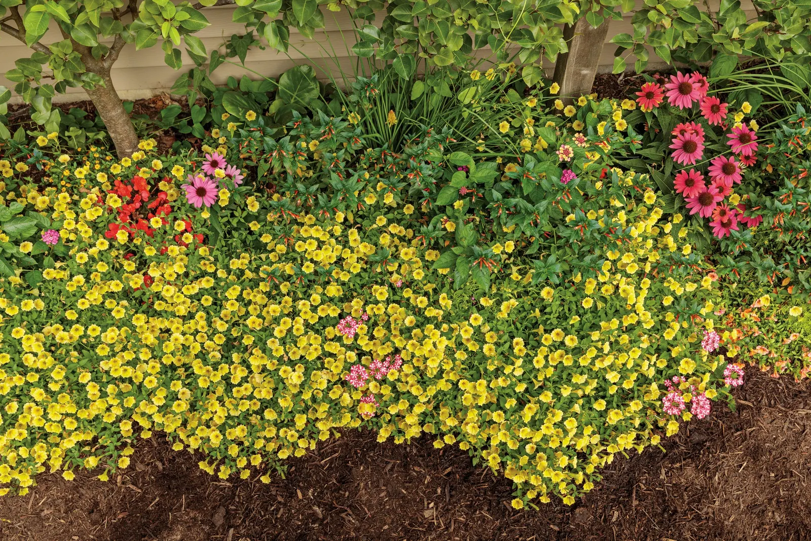 Yellow Petunia — a vibrant yellow petunia plant and dependable trailing petunia; they grow vigorously and are absolutely covered in cheerful blooms from spring