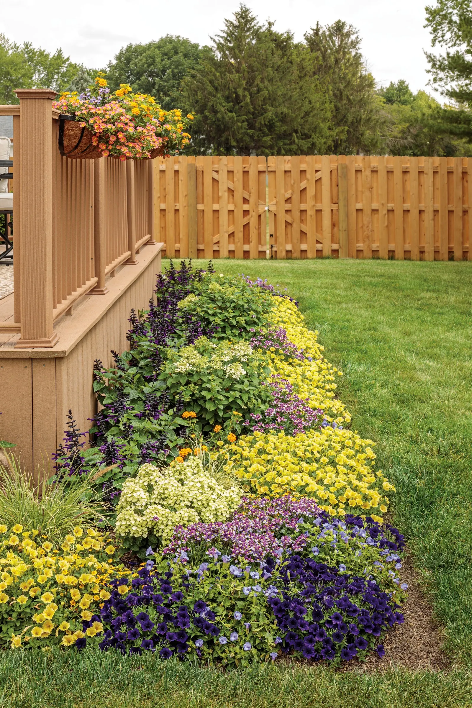 Yellow Petunia — Proven Winners - Supertunia Mini Vista® Yellow - Petunia yellow citrus yellow plant details; try the Supertunia Mini Vista Yellow