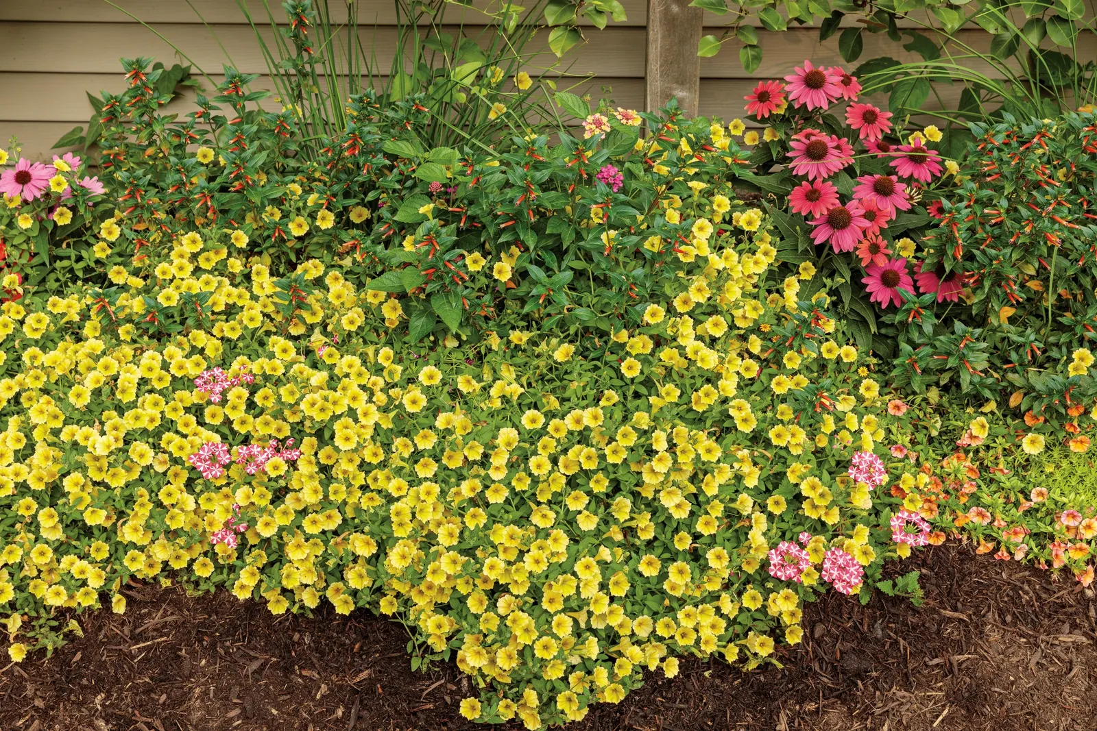 Yellow Petunia — If you have a very long season