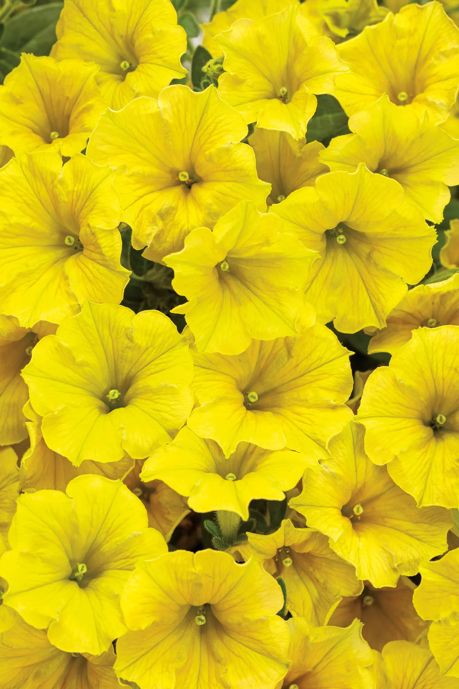 Yellow Petunia — making this petunia for hanging baskets a standout choice; if your plant begins to look open or a bit tired