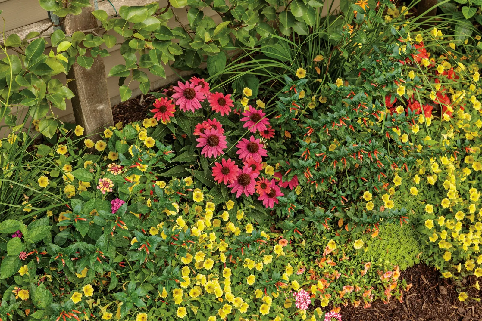 Yellow Petunia — an allover trim can be beneficial for Supertunia Mini Vista Yellow