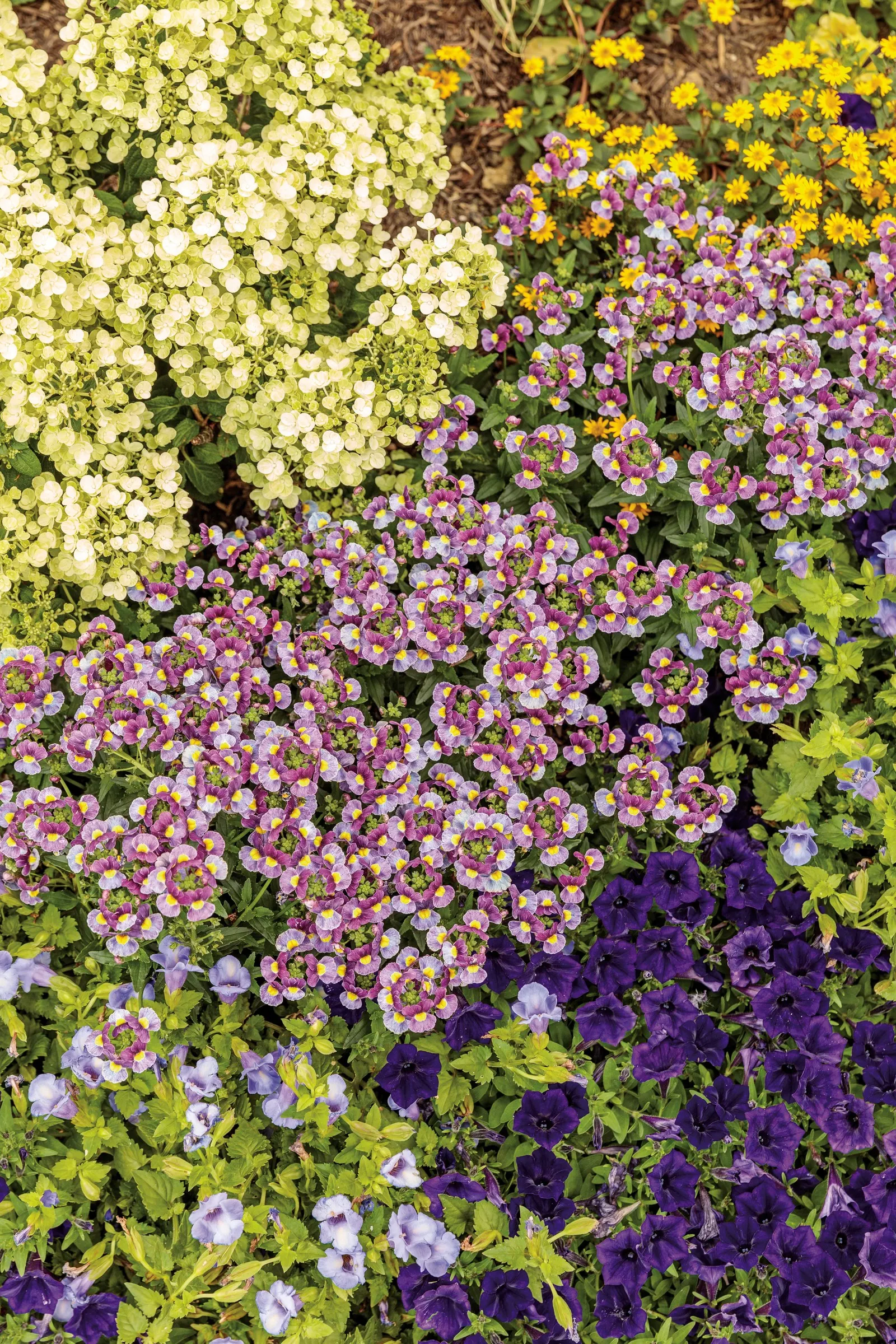 Yellow Petunia — For a picture perfect hanging basket or container; supertunias in containers will need to be fed more regularly to be their absolute best