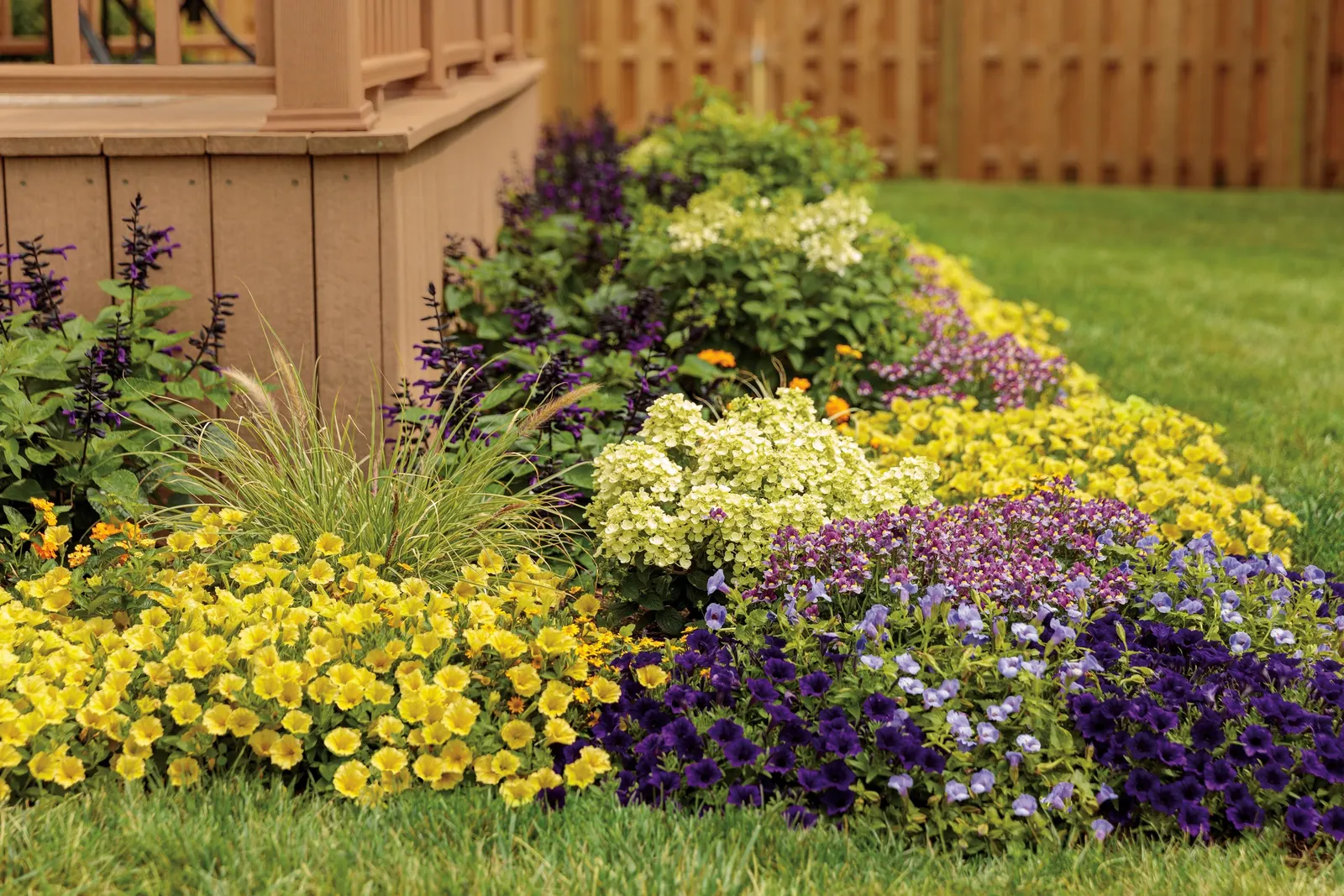 Yellow Petunia — Your plant will take a week to recover from the trim