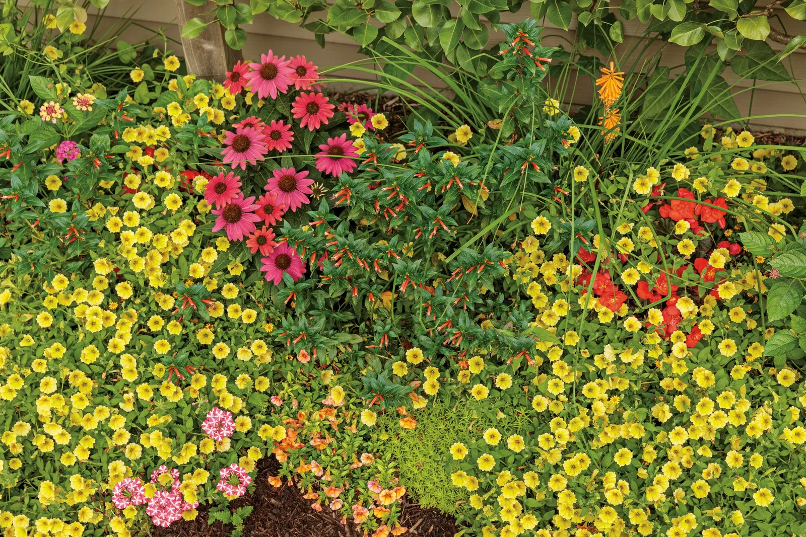 Yellow Petunia — This applies to both landscape and container plantings
