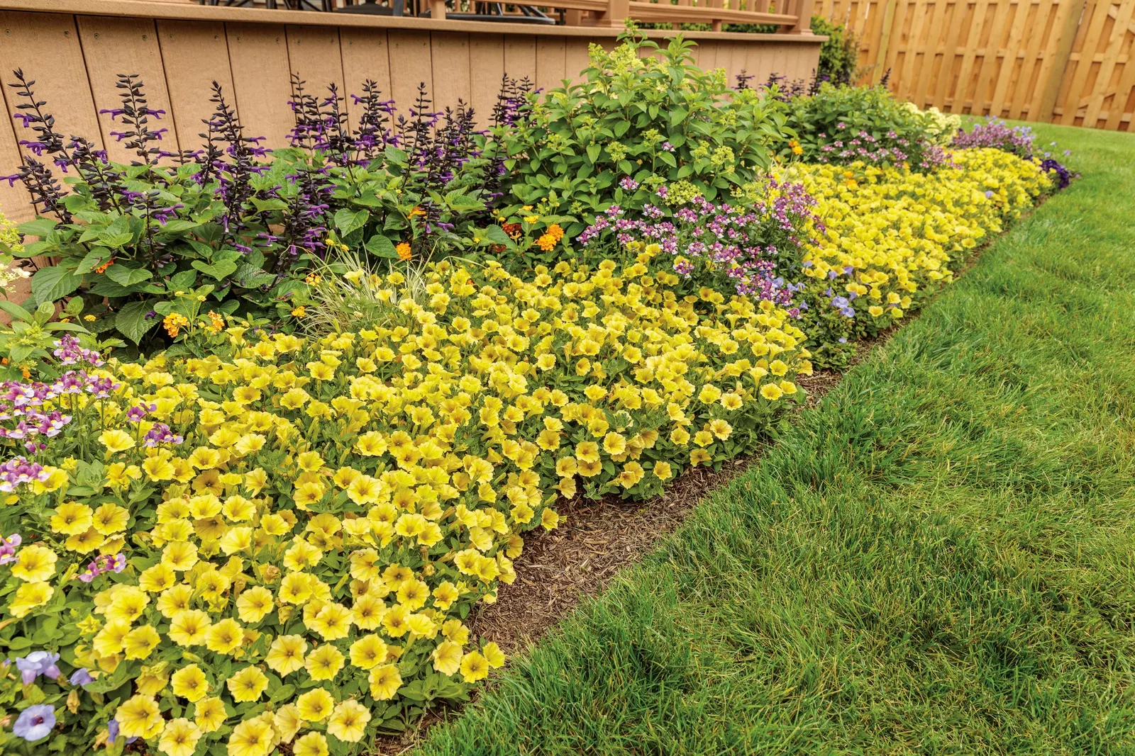 Yellow Petunia — and this petunia for hanging baskets will benefit from regular feeding in containers