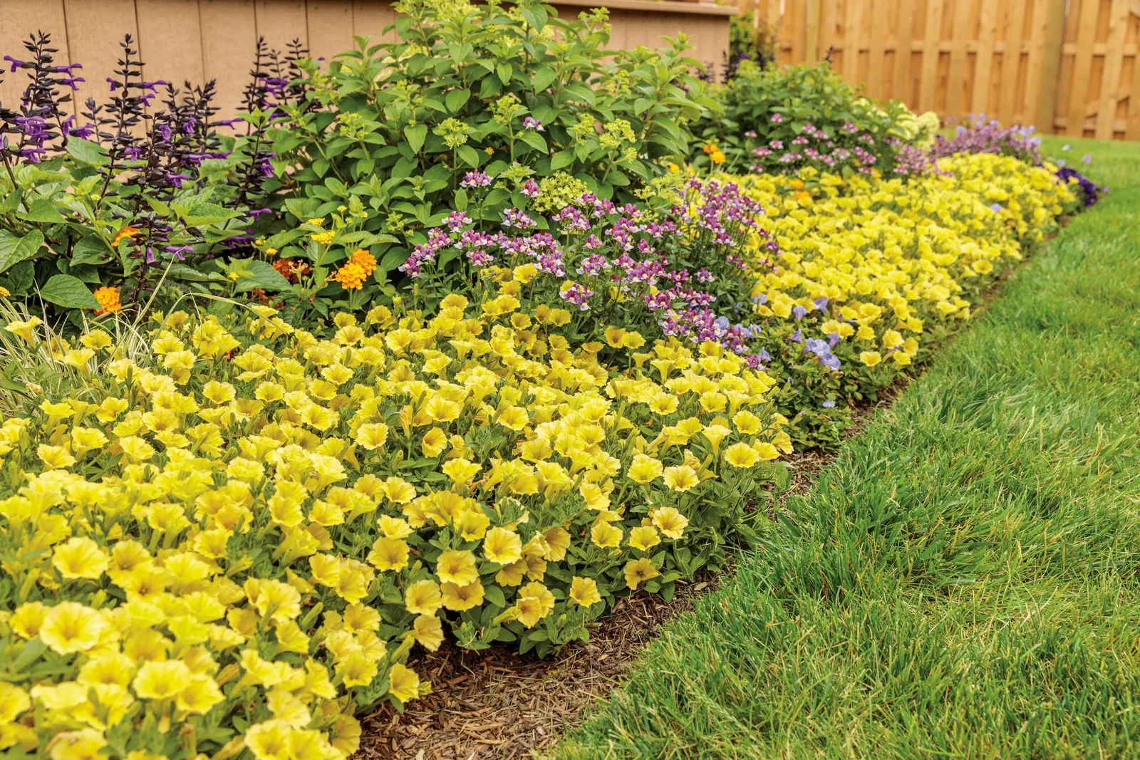 Yellow Petunia — a strong yellow petunia plant