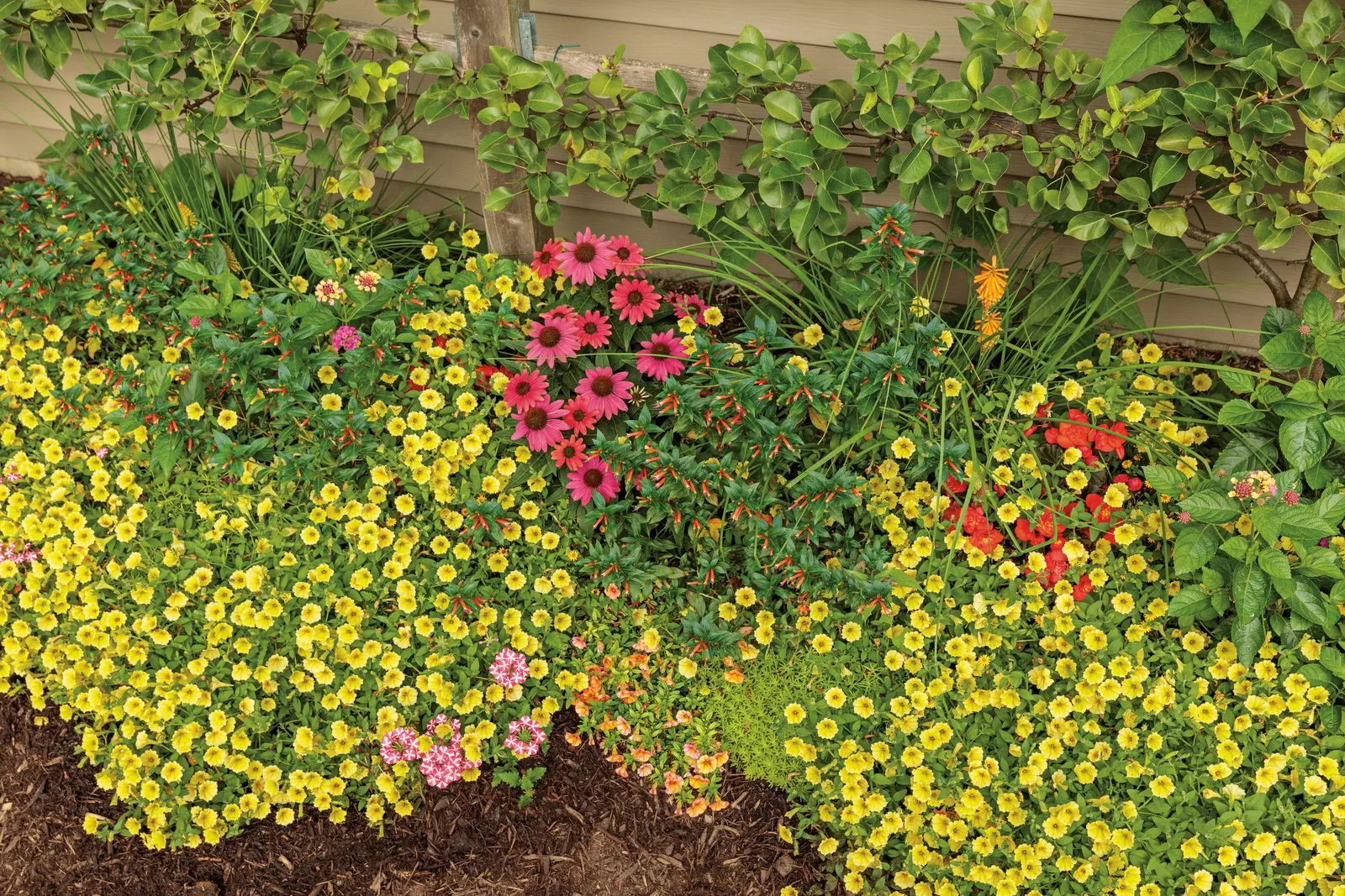 Yellow Petunia — a second application of controlled release plant food should be considered for landscape plantings
