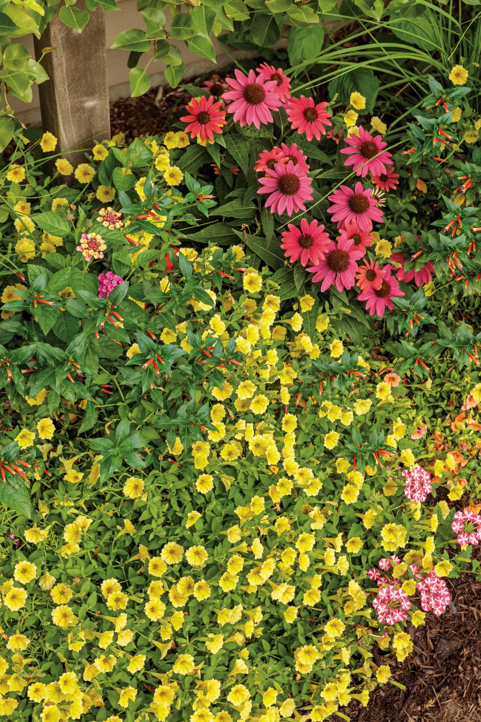 Yellow Petunia — information and resources; this applies to both landscape and container plantings